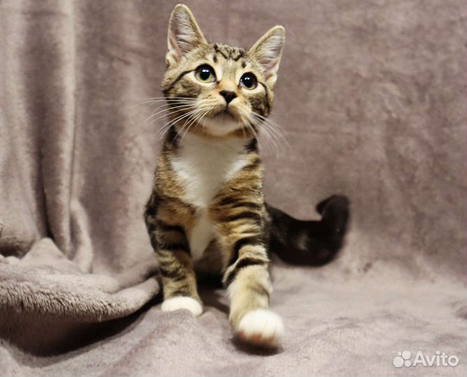 Малыш Саймон ищет дом