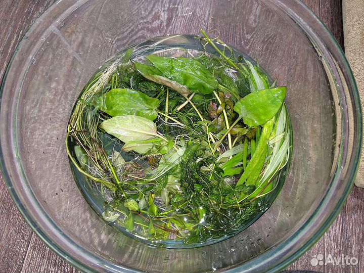 Набор аквариумных растений