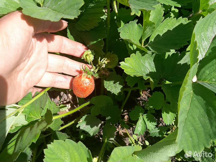 Виктория гигантелла, первокласница, пенелопа