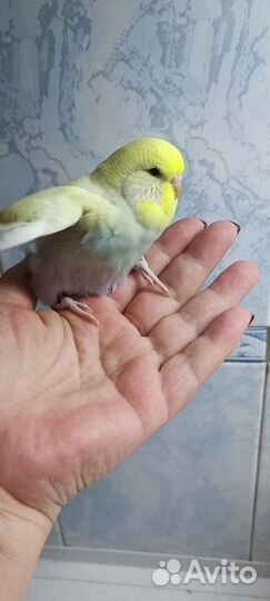 Выставочный волнистый попугай