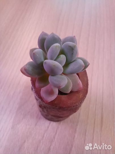 Суккулент сувенир - магнит