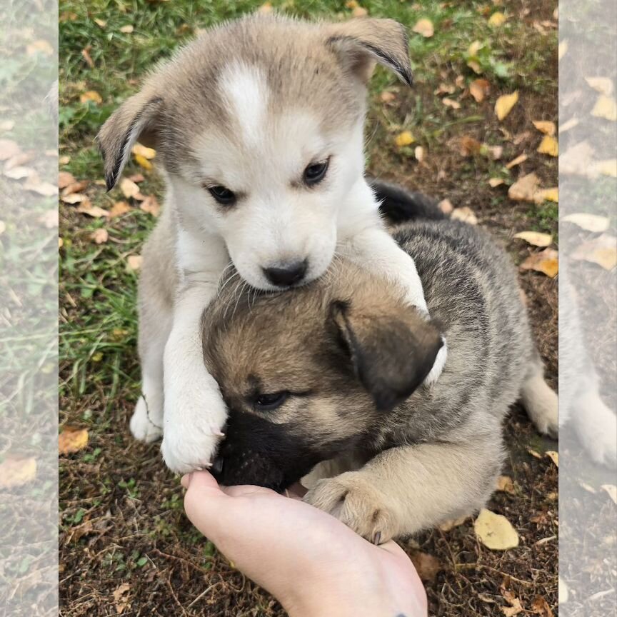 Щенки