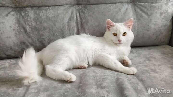 Турецкая ангора