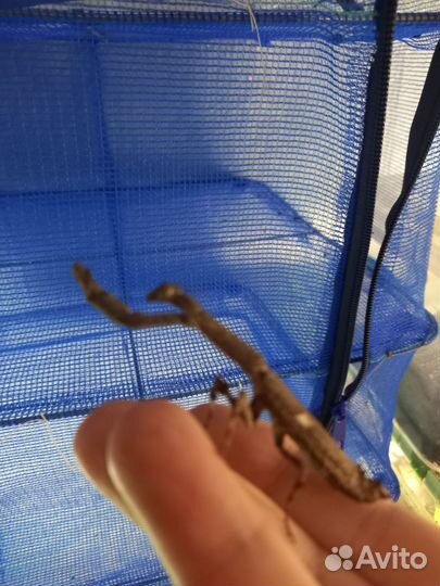 Богомол, палочники редкие виды