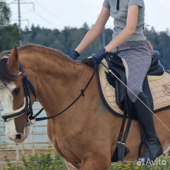 Мерин на продажу