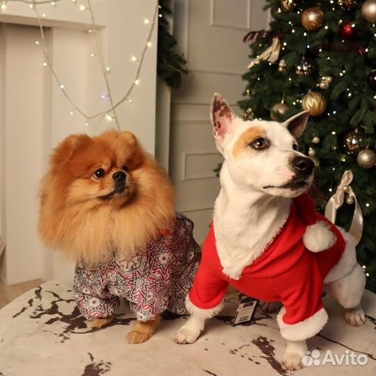 Одежда для собак