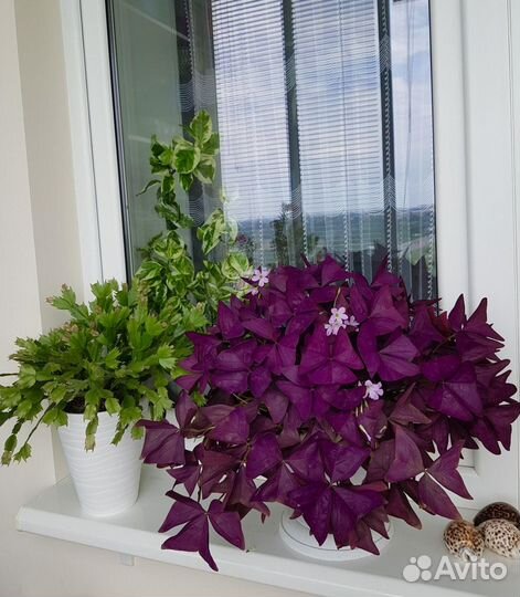 Кислица фиолетовая Oxalis Burgundy Wine