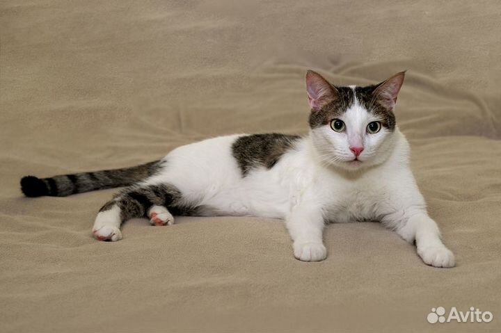 Котик Ларс с сердечком на боку в добрые руки