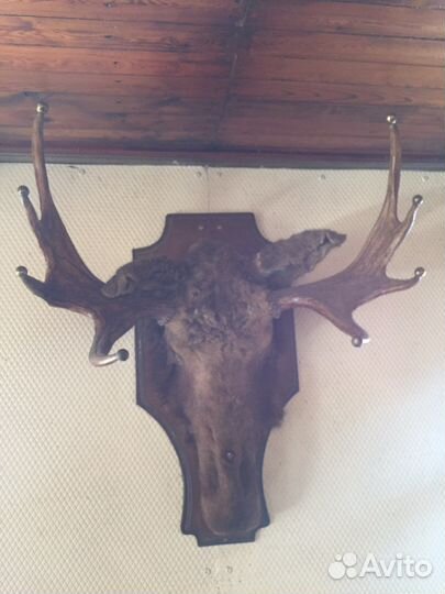 Чучело головы лося, рога оленя
