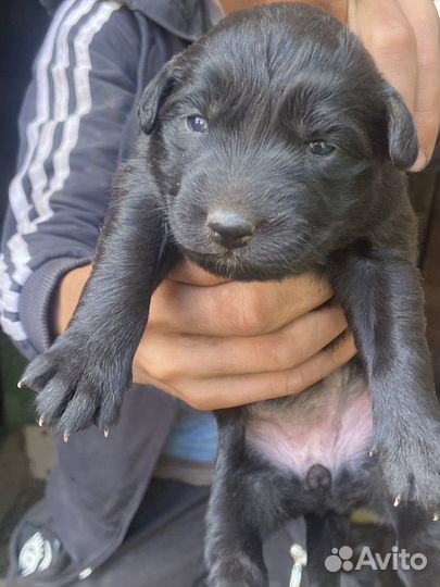 Шенок лабрадор