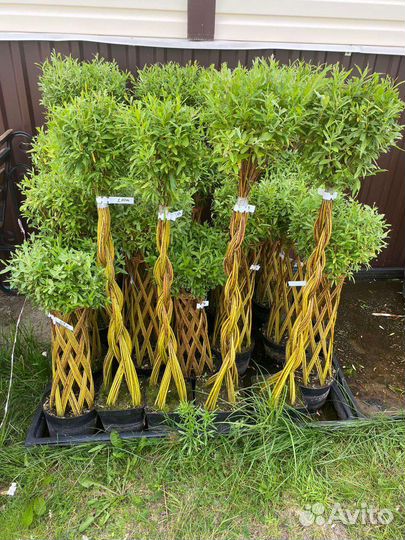 Деревья плетеные