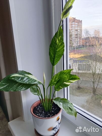 Спатифиллум с горшком бронь