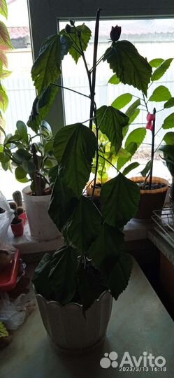 Китайская роза (Гибискус)