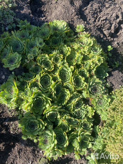 Молодило (каменная роза)