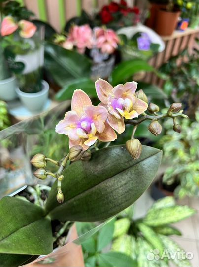 Орхидея фаленопсис мини бабочка