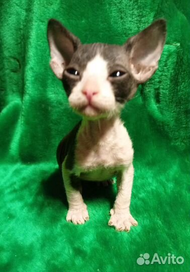 Донской сфинкс котята