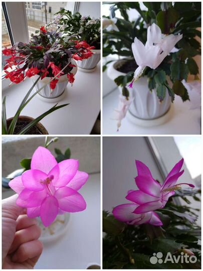 Декабрист красный, белый, розовый два вида