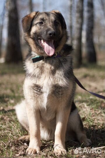 Трогательные ушки конвертиком