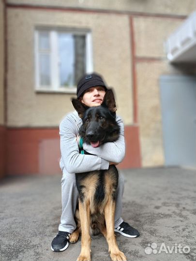 Немецкая овчарка вязка