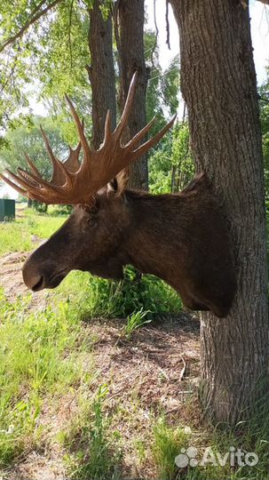 Голова лося чучело