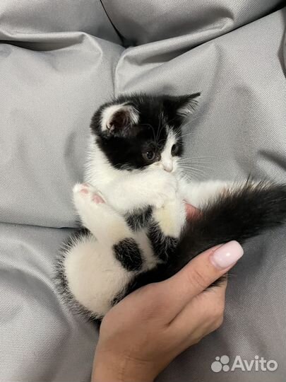 Котенок девочка бесплатно