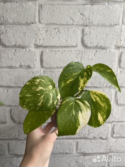 Комнатные растения цветы