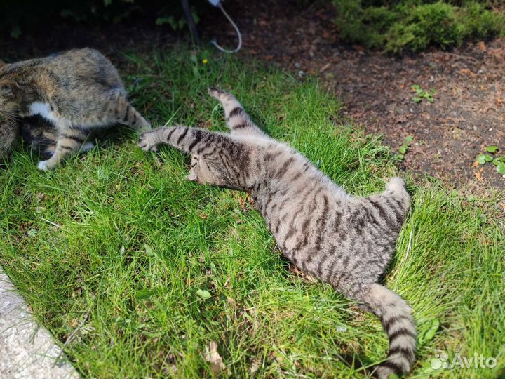 Котик Кошарик