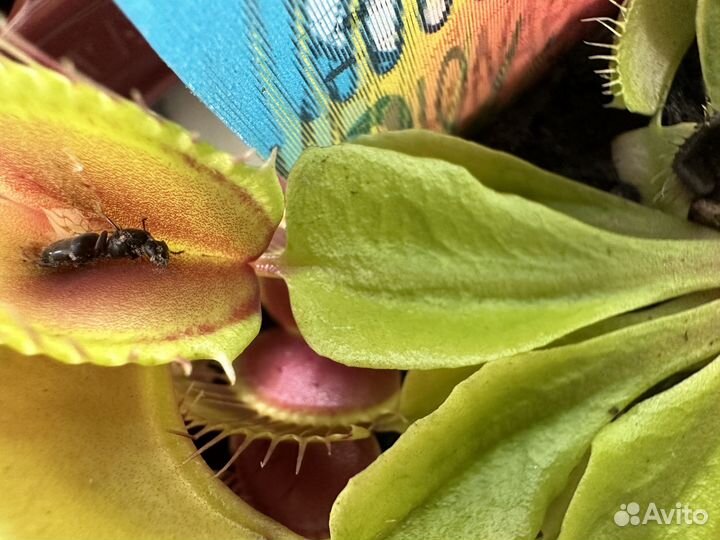 Венерина мухоловка дионея