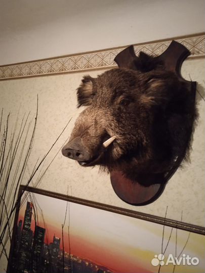 Чучело головы кабана