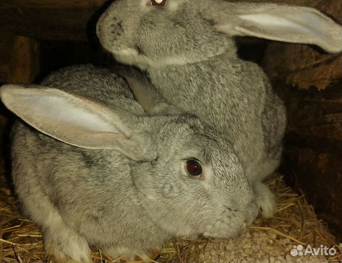 Крольчиха