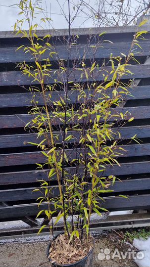 Бамбук чёрный