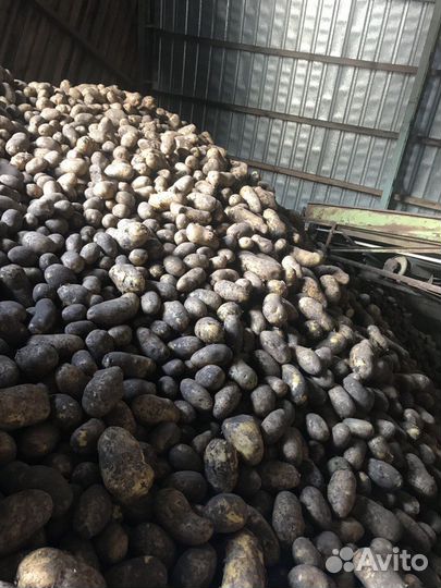 Картофель Вега и Балтика Роуз