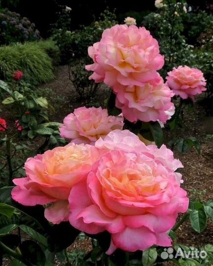 Чайно-гибридная Роза Чикаго Пис