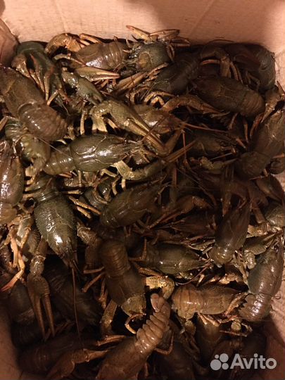 Продаю крупных раков