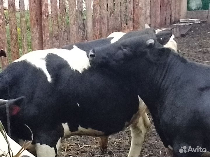 Быки на мясо