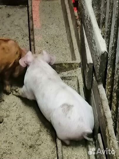 Поросята крупно белый +дюрок