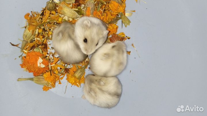 Джунгарские хомяки чистокровные