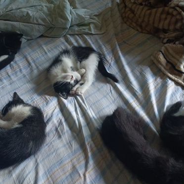 Йоркский шоколадный котёнок