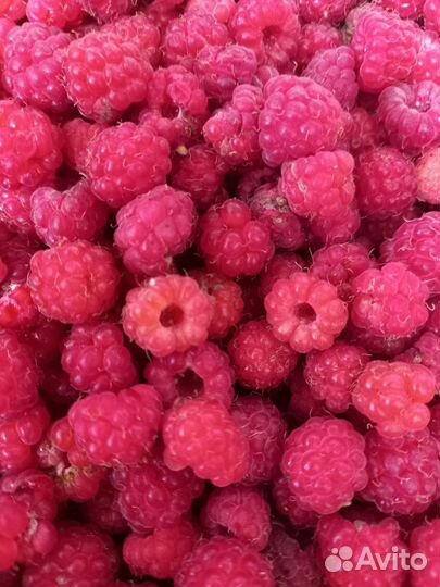 Черника, малина