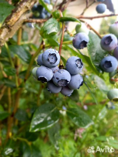 Саженцы голубики 6-ти летние сорт Река