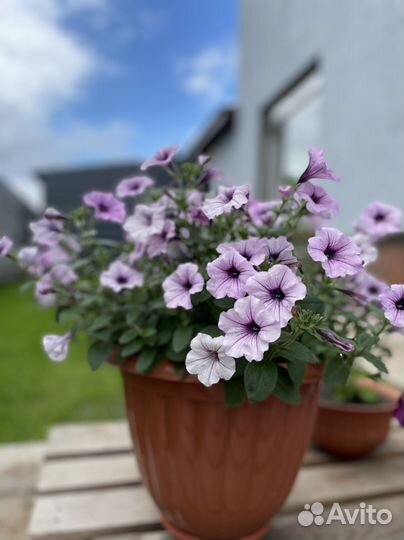 Рассада петуния тайдал Вейв Сильвер