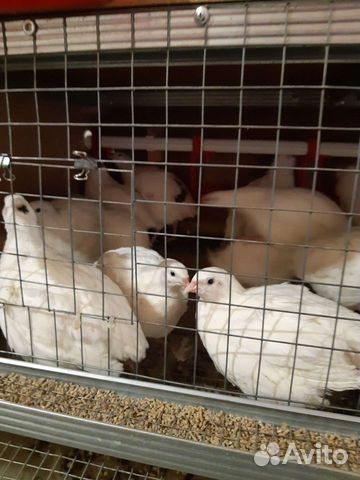 Перепелки, яйцо