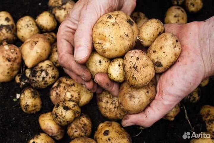 Продам мелкий картофель