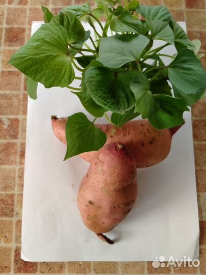 Рассада батата