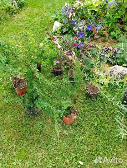 Цветы и кустарники в ассортименте