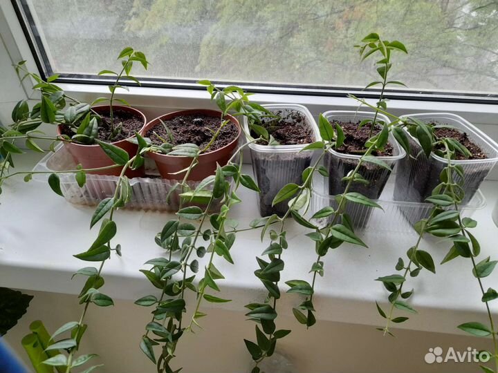 Экзотические комнатные растения, Роза китайская