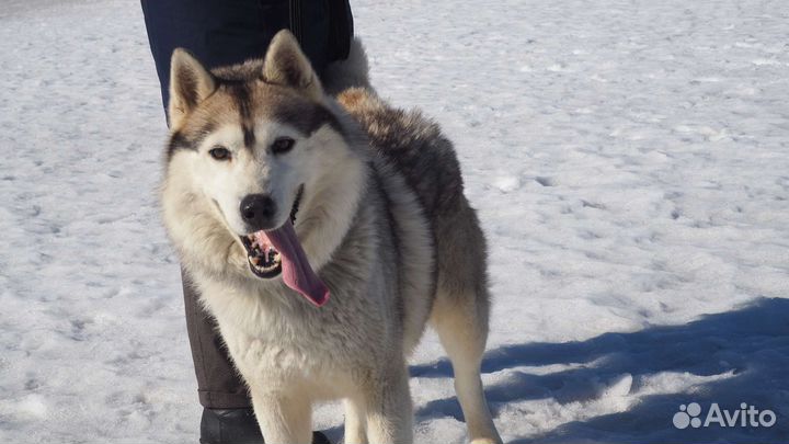 Сибирский хаски