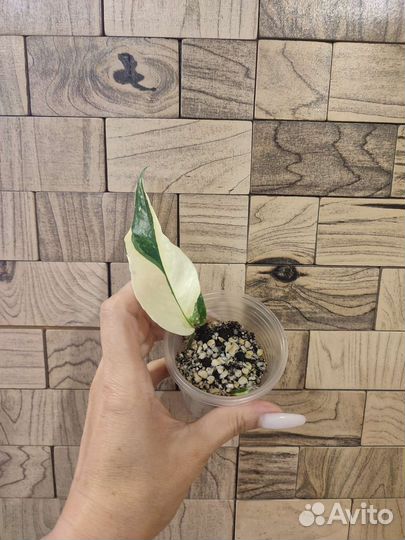 Эпипремнум пиннатум вариегатный, Себу блю