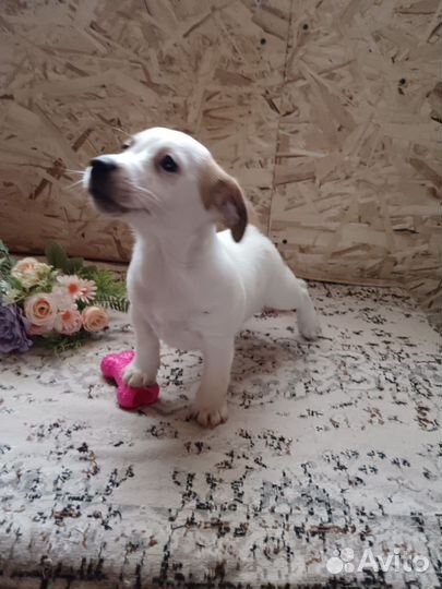 Джек рассел