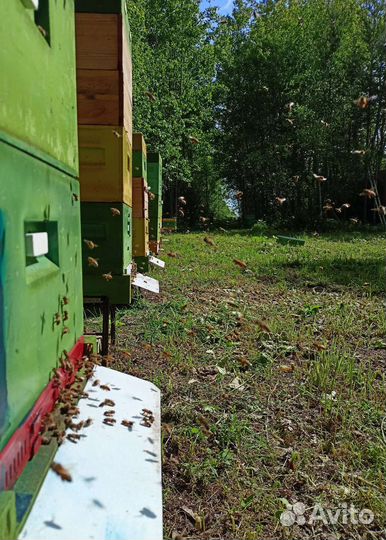 Мёд из коми, разнотравье 2023г